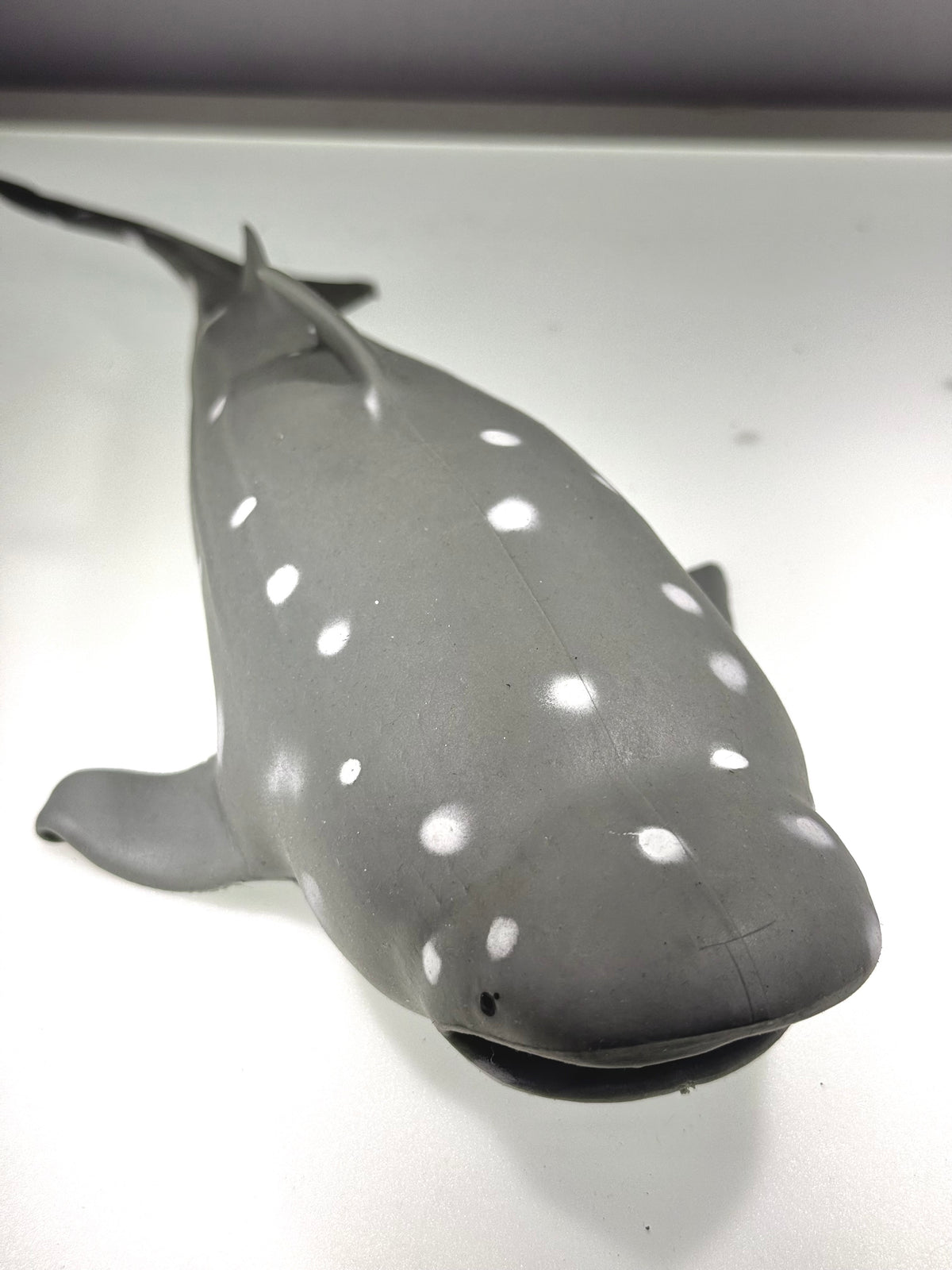Gray Shark Stress Relief & Fidget Toys SPLASH PIGGY AND FRIENDS