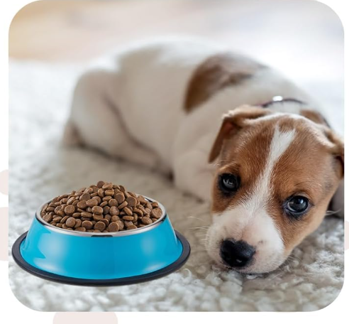 “I Am a Happy Dog” Stainless Steel Pet Bowl – Blue, 6-Inch Non-Slip Dish